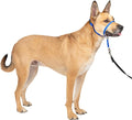 PetSafe Gentle Leader No Pull Dog Headcollar, Royal Blue, Medium | Veterinary Behaviorist-Designed No-Pull Headcollar Redirects Pulling Instinct, Padded Neoprene Nose Loop, Quick-Snap Fit by PetSafe