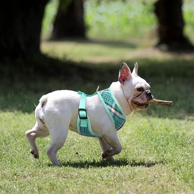 PUPTECK Small Dog Harness and Leash Set No Pull for XS XXS Sized Dogs Puppy | Escape Proof No Choke Pet Cat Adjustable Soft Padded Walking Vest - Image 6