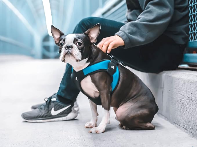 Gooby Escape Free Easy Fit Dog Harness, Step-in, Turquoise, Small | Patented escape-free frame; Contracts if they back out; Step-in easy on/off; Machine washable; Light POM leash ring - Image 7