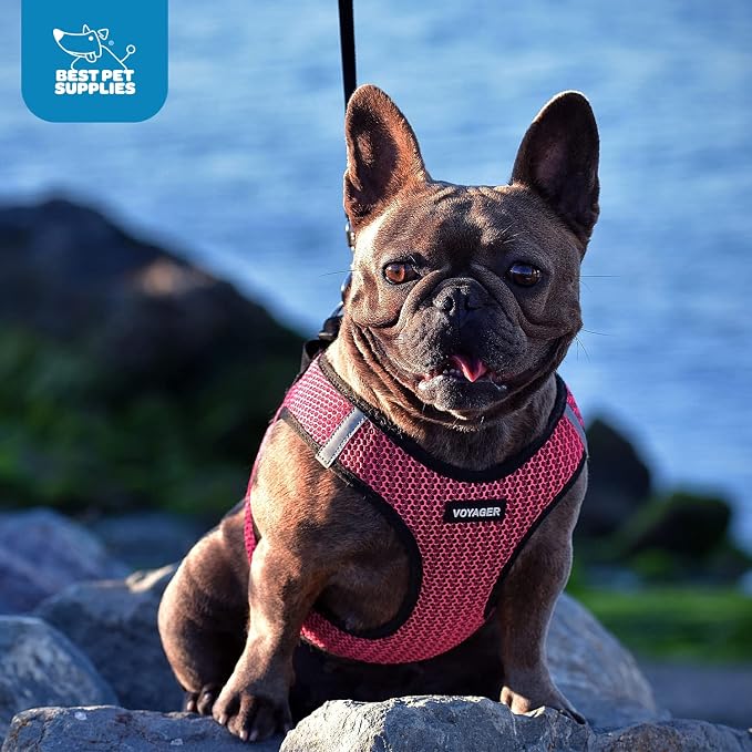 Voyager Step-in Air Dog Vest Harness - Black/Pink Trim, Small | 14.5-16" in Chest, Reflective Bands, All Weather Breathable Air Mesh, Cats Compatible, Lightweight, Fast Drying - Image 10