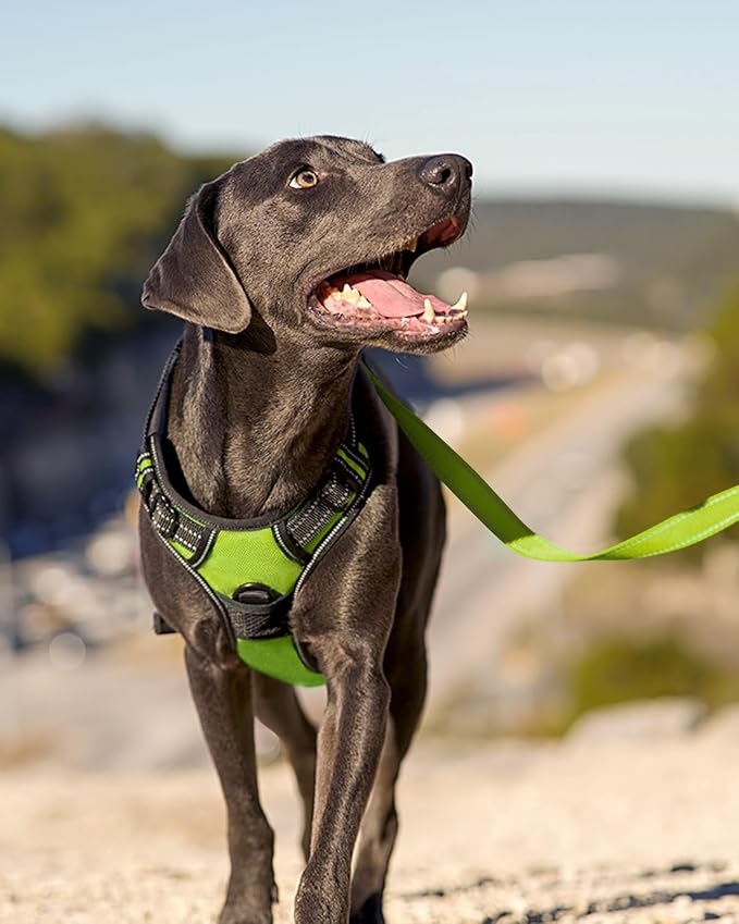 Joytale No Pull Dog Harness for Small Dogs, Front Clip, Green | Grab Handle for Instant Control, Padded & Adjustable Vest, Sturdy Metal D-Rings, for Safe Training & Daily Walking - Image 6