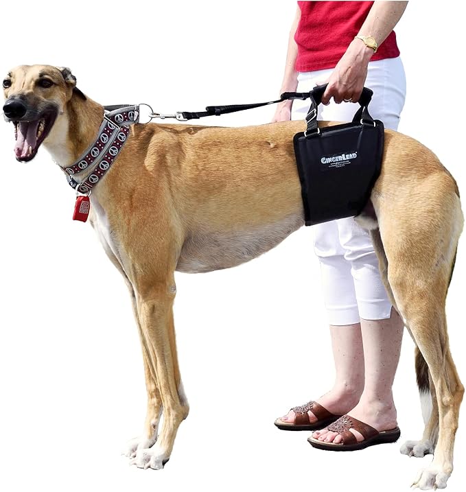 Dog Support Harness, Rear End Lift Sling, Tall Male, Made in USA | Fits Tall, Lean Dogs like Greyhounds or Great Danes, Padded Mobility Aid, Help Pets Walk or Balance, Machine Wash & Dry by GINGERLEADDogSupportSlings