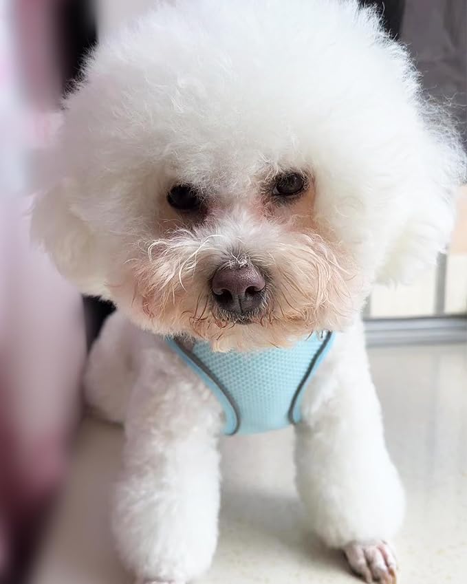 Solmoony Dog Harness for Small Medium Dogs No Pull, Puppy Harness and Leash Set, Puppy Harness for Small Dogs, Step in Harness for Small Dogs, Small Dog Harness, mesh Dog Harness. (Bule, XS) - Image 2