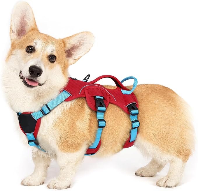 rabbitgoo Escape Proof Dog Harness for Small, No Pull with Lift Handle | No Escape, Full Soft Padded, Reflective Adjustable Vest, Leash Clip for Walking Hiking Training, Sky Blue & Red, Small by rabbitgoo
