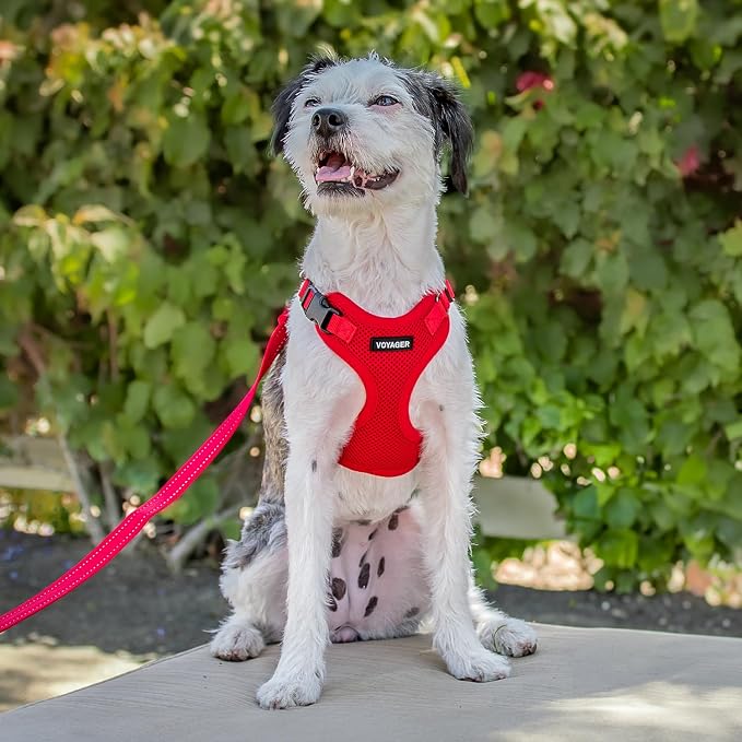 Voyager Step-in Lock Dog Harness - Red, Medium | 17 - 21" in Chest, Adjustable, Breathable Air Mesh, Lightweight for Daily Walks, Strong Clips, Heavy Duty D-Ring - Image 8
