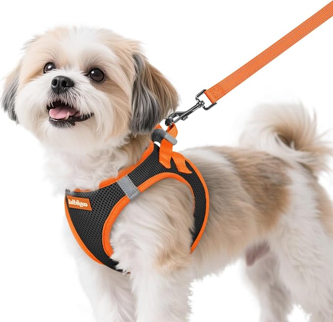 rabbitgoo Dog Harness Small Sized and Leash Set, Step in Soft Vest | Breathable Mesh, Easy Wear with Hook & Loop, Light and Reflective for Walking, Multi-colored, Black & Orange, S by rabbitgoo