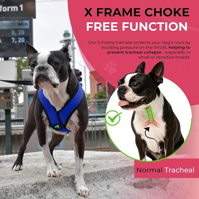 Gooby Comfort X Head-in Dog Harness, Choke-Free, Blue, Large | Patented choke-free X-frame; Secure head-in fit; Lightweight breathable mesh; Back metal D-ring; Machine washable - Image 7