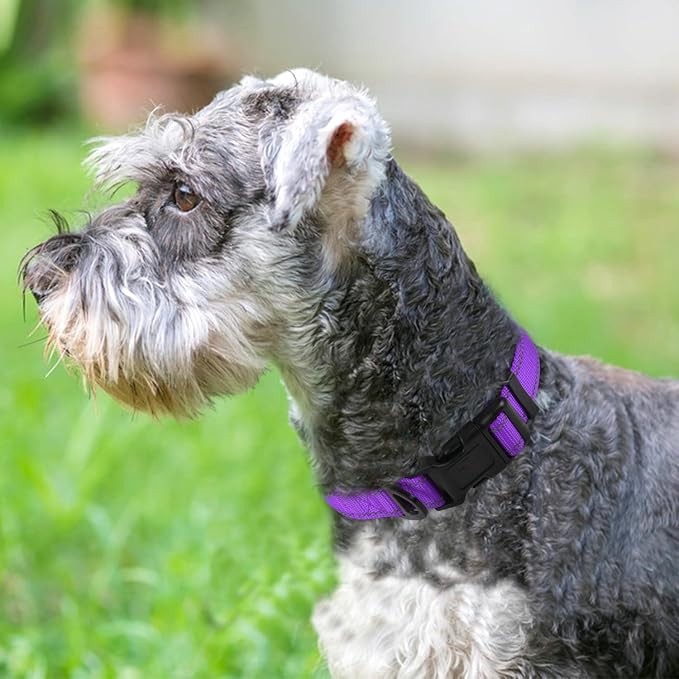 Joytale Reflective Dog Collar, Adjustable Neoprene Padded, Purple S | Breathable Nylon for Small Dogs, No Chafing on Daily Walks and Training, Gentle on Neck, Secure Metal D-Ring, Night Safety - Image 2