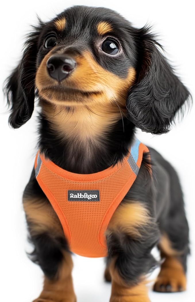 rabbitgoo Step-in Small Dog Harness, Puppy Vest for Small Sized Pet | Easy Put on and off, Lightweight, Soft, Breathable Quick-Dry Air Mesh for Comfortable Secure Walking, Blue & Orange XXS by rabbitgoo