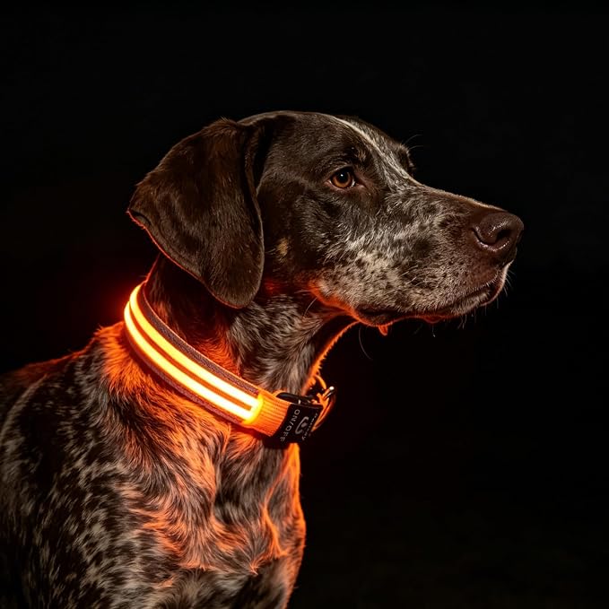 Light Up Dog Collar for Night Walking, Reflective LED Collar(Orange, M) | Bright Safety Glow in the Dark, Adjustable Comfort Fit, Waterproof, Long Runtime, Easy USB-C Charging by PetIsay