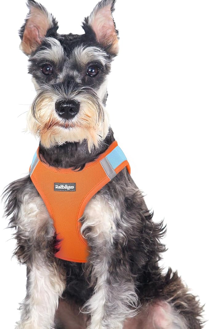 rabbitgoo Step-in Small Dog Harness, Puppy Vest for Medium Sized Pet | Easy Put on and off, Lightweight, Soft, Breathable Quick-Dry Air Mesh for Comfortable Secure Walking, Blue & Orange XXL by rabbitgoo
