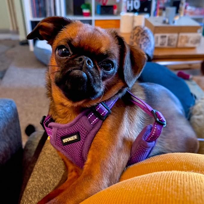 Best Pet Supplies Voyager Adjustable Step-in Flex Breathable Mesh Dog Harness for Small Medium Large Dogs Leash Set (Purple), S - Image 7