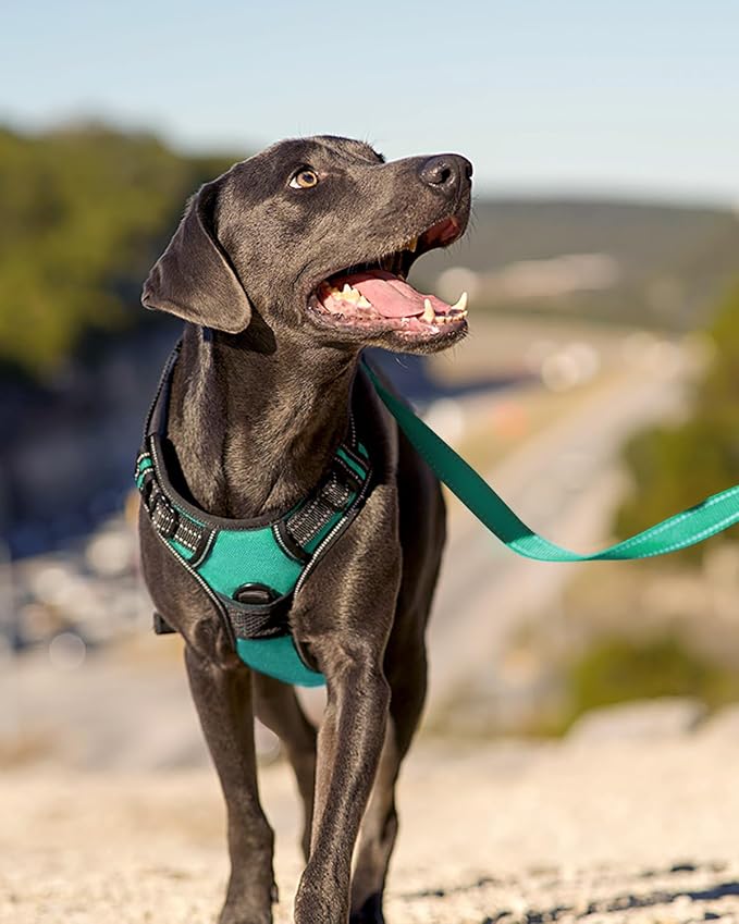 Joytale No Pull Dog Harness Medium Sized Dog, Front Clip, Teal | Grab Handle for Instant Control, Padded & Adjustable Vest, Sturdy Metal D-Rings, for Safe Training & Daily Walking - Image 6