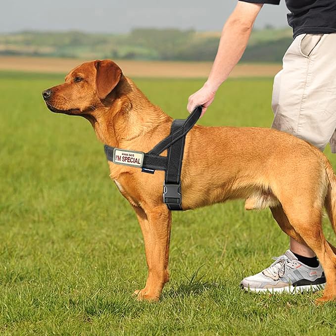 Annchwool No Pull Dog Harness with Soft Padded Handle,Reflective Strip Escape Proof and Quick Fit to Adjust Dog Harness,Easy for Training Walking for Small & Medium and Large Dogs(Black,M) - Image 5