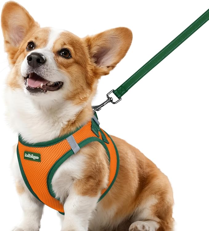 rabbitgoo Dog Harness Small Sized and Leash Set, Step in Soft Vest | Breathable Mesh, Easy Wear with Hook & Loop, Light and Reflective for Walking, Multi-colored, Orange & Dark Green, L by rabbitgoo