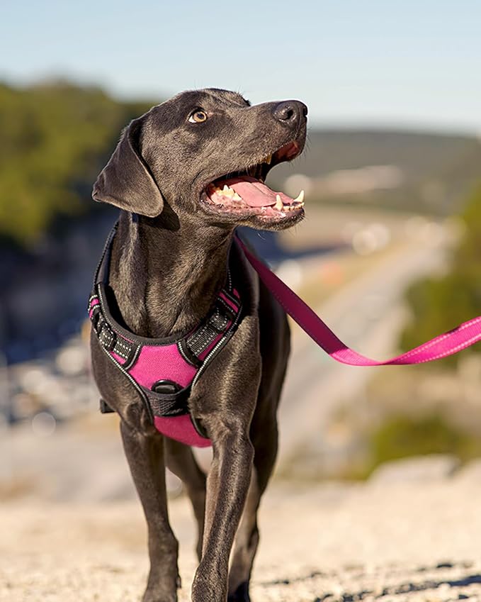 Joytale No Pull Dog Harness for Small Dogs, Front Clip, Hot Pink | Grab Handle for Instant Control, Padded & Adjustable Vest, Sturdy Metal D-Rings, for Safe Training & Daily Walking - Image 6