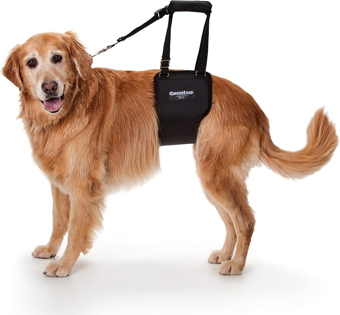 Dog Support Sling Rear Harness, Large Female, Machine Wash & Dry | Padded Rear Lift, Integrated Leash, Assist Senior K9s or Recovery from Knee/TPLO, Hip or Back Surgery, Made in U.S.A. by GINGERLEADDogSupportSlings