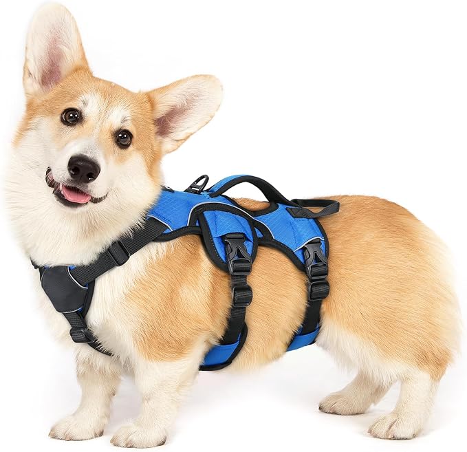rabbitgoo Escape Proof Dog Harness for Small, No Pull with Lift Handle | No Escape, Full Soft Padded, Reflective Adjustable Vest, Leash Clip for Walking Hiking Training, Blue, Small by rabbitgoo
