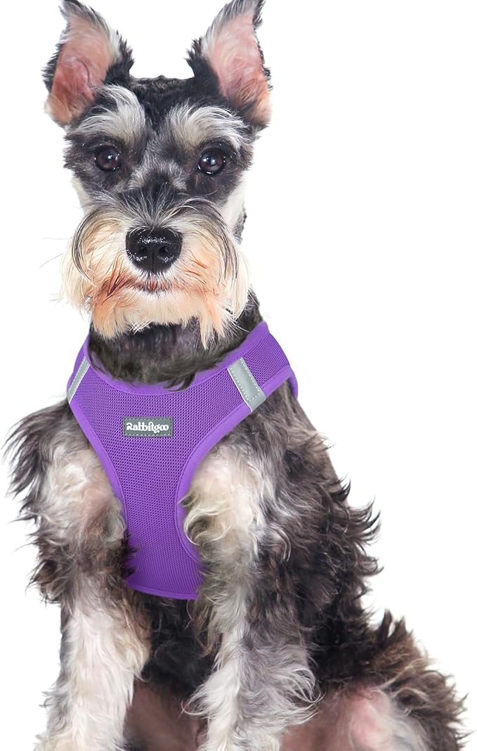 rabbitgoo Step-in Small Dog Harness, Puppy Vest for Medium Sized Pet | Easy Put on and off, Lightweight, Soft, Breathable Quick-Dry Air Mesh for Comfortable Secure Walking, Purple XXL by rabbitgoo