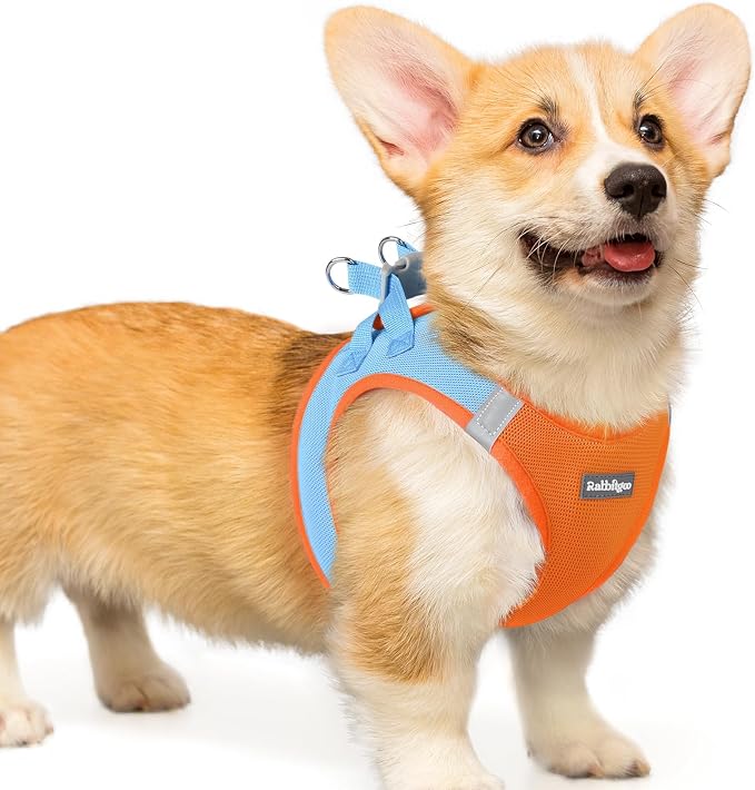 rabbitgoo Step-in Small Dog Harness, Puppy Vest for Small Medium Sized Pet | Easy Put on and off, Lightweight, Soft, Breathable Quick-Dry Air Mesh for Comfortable Secure Walking, Blue & Orange L by rabbitgoo