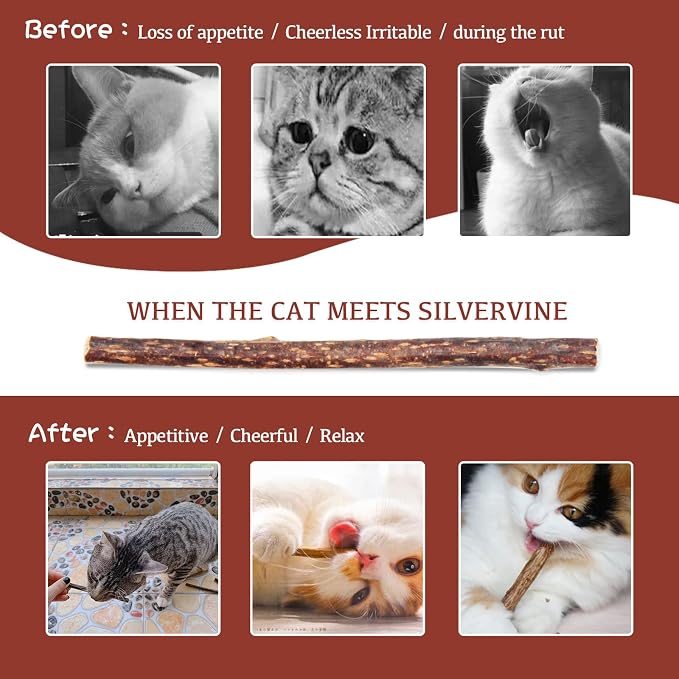 Silvervine Sticks for Cats, 30PCS Kitten Toys Catnip Toys Matatabi Silvervine Sticks Kitty Chew Toys Wooden Stick Kitten Teething Toys Molar Suitable for Cats of All Ages - Image 5
