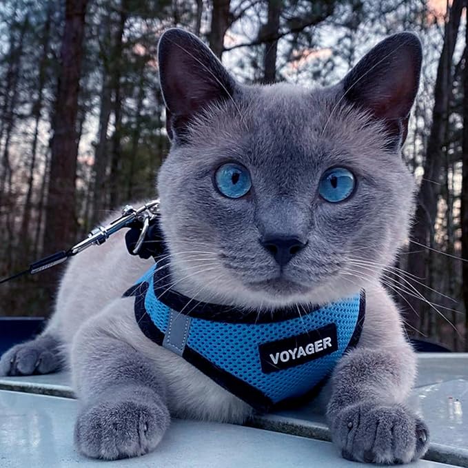 Voyager Step-in Air Dog Vest Harness - Baby Blue/Black Trim, Medium | 16 - 18" in Chest, Reflective Bands, All Weather Breathable Air Mesh, Cats Compatible, Lightweight, Fast Drying - Image 8