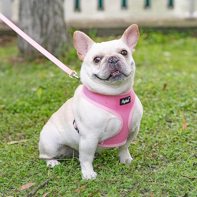 PUPTECK Small Dog Harness and Leash Set No Pull for XS XXS Sized Dogs Puppy | Escape Proof No Choke Pet Cat Adjustable Soft Padded Walking Vest - Image 7