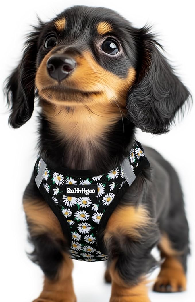 rabbitgoo Step-in Small Dog Harness, Puppy Vest for Small Sized Pet | Easy Put on and off, Lightweight, Soft, Breathable Quick-Dry Air Mesh for Comfortable Secure Walking, Midnight Daisy XXS by rabbitgoo