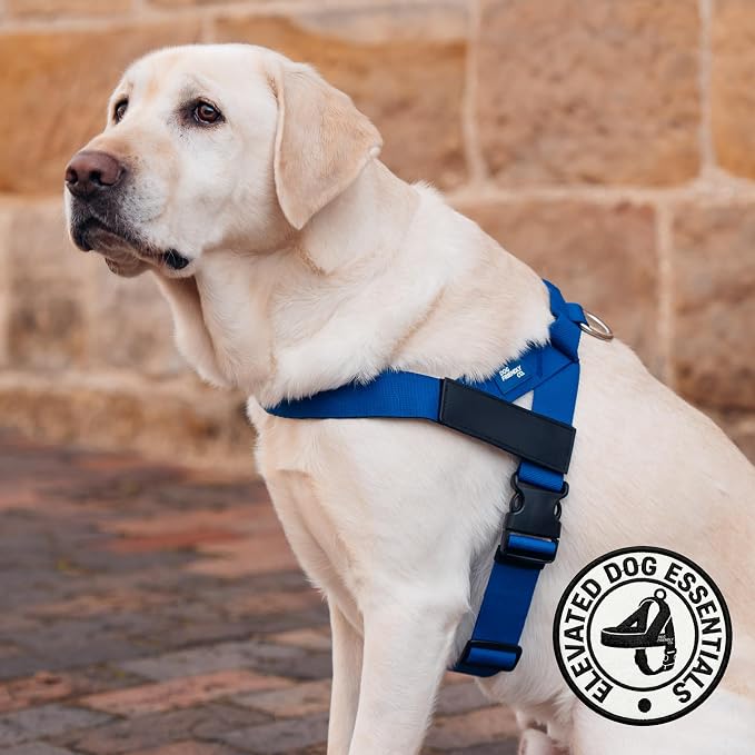 Dog Friendly Co. Dog Harness for Medium Sized Dogs (Classic Blue, Medium) | One Click Buckle, Chafe Resistant Webbing, Adjustable Neck & Chest, and Heavy Duty D-Ring, Sturdy Comfortable and Easy to Use - Image 5