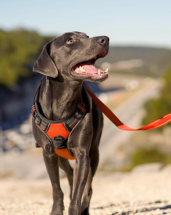 Joytale No Pull Dog Harness for Small Dogs, Front Clip, Orange | Grab Handle for Instant Control, Padded & Adjustable Vest, Sturdy Metal D-Rings, for Safe Training & Daily Walking - Image 6