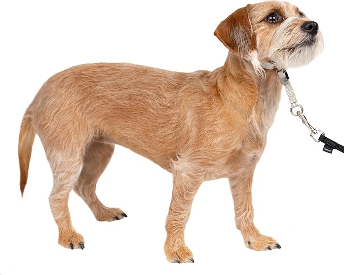 PetSafe Gentle Leader No Pull Dog Headcollar, Silver, Small | Veterinary Behaviorist-Designed No-Pull Headcollar Redirects Pulling Instinct, Padded Neoprene Nose Loop, Quick-Snap Fit by PetSafe