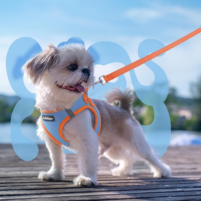 rabbitgoo Dog Harness Small Sized and Leash Set, Step in Soft Vest | Breathable Mesh, Easy Wear with Hook & Loop, Light and Reflective for Walking, Multi-colored, Blue & Orange, XS - Image 8