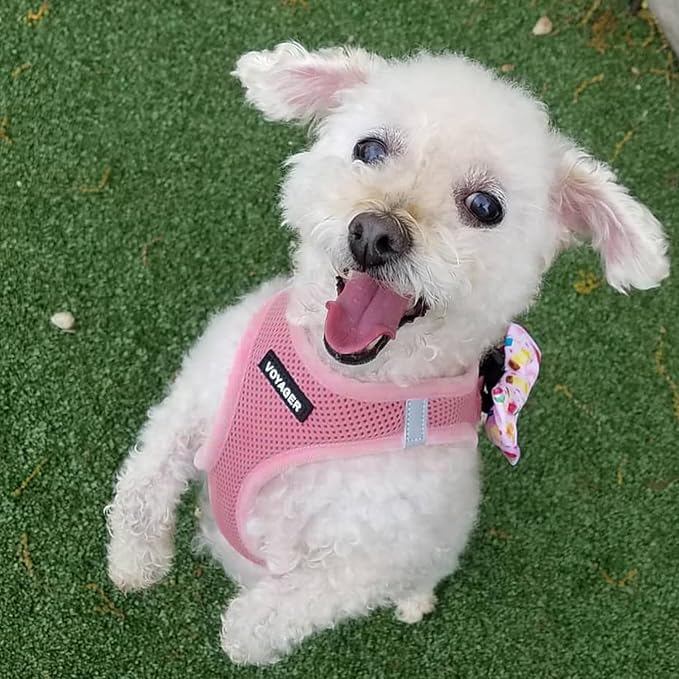 Best Pet Supplies Voyager Step-in Air All Weather Mesh Harness and Reflective Dog 5ft Leash Combo with Neoprene Handle, for Small, Medium and Large Breed Puppies - Pink, XX-Small - Image 8