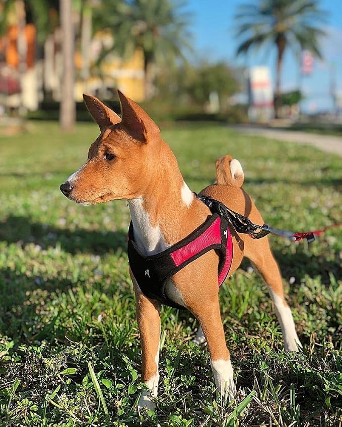 Gooby Escape Free Easy Fit Dog Harness, Step-in, Red, Large | Patented escape-free frame; Contracts if they back out; Step-in easy on/off; Machine washable; Light POM leash ring - Image 7