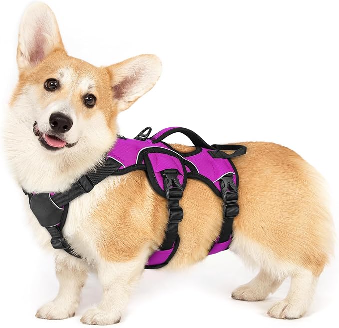 rabbitgoo Escape Proof Dog Harness for Small, No Pull with Lift Handle | No Escape, Full Soft Padded, Reflective Adjustable Vest, Leash Clip for Walking Hiking Training, Purple, Small by rabbitgoo