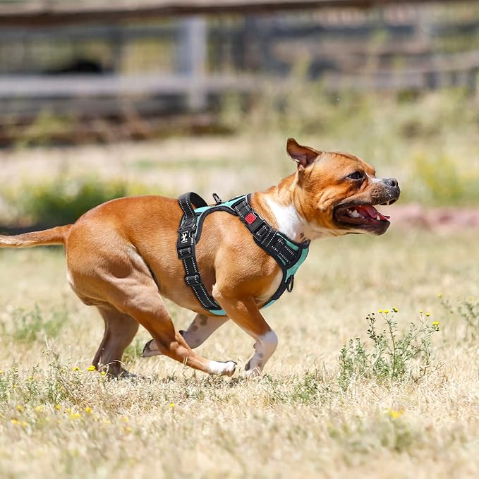 PoyPet No Pull Dog Harness Medium with Front Clip & Neck Release Buckle | No Choke, Adjustable Vest, Reflective, Back Clip, Lockable, Soft Padded Handle for Walking Training, M, Mint Blue - Image 7