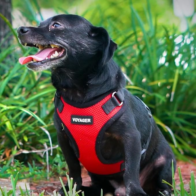 Voyager Step-in Lock Dog Harness - Red/Black Trim, X-Large | 23 - 28" in Chest, Adjustable, Breathable Air Mesh, Lightweight for Daily Walks, Strong Clips, Heavy Duty D-Ring - Image 8