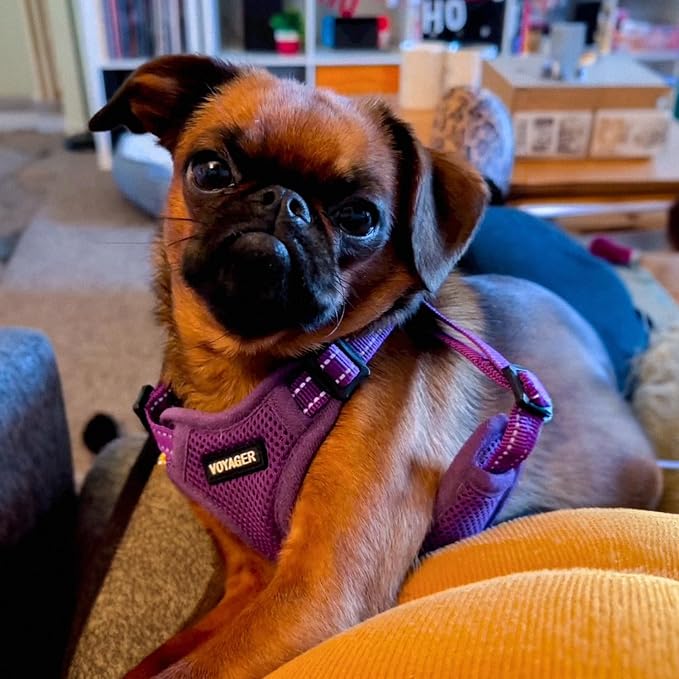 Voyager Step-in Flex Adjustable Dog Harness - Purple, Large | 20 - 25" in Chest, Fully Adjustable, Reflective Bands, All Weather Breathable Air Mesh, Lightweight, Fast Drying - Image 7