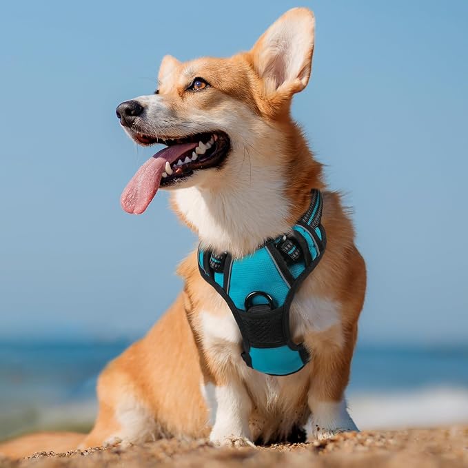 rabbitgoo Dog Harness, No Pull Medium Sized with 2 Leash Clips, Pet Vest | No Choke with Handle, Adjustable Soft Padded, Reflective, Easy Control for Walking, Teal, Medium - Image 8