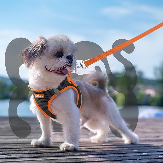 rabbitgoo Dog Harness Small Sized and Leash Set, Step in Soft Vest | Breathable Mesh, Easy Wear with Hook & Loop, Light and Reflective for Walking, Multi-colored, Black & Orange, S - Image 8
