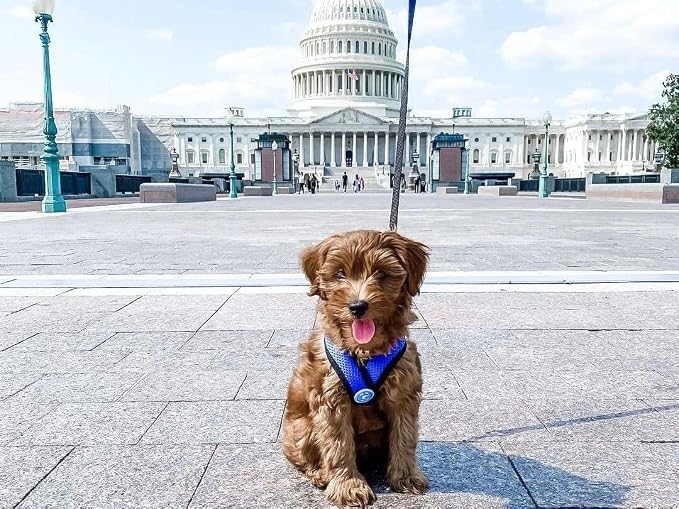 Gooby Comfort X Head-in Dog Harness, Choke-Free, Blue, X-Large | Patented choke-free X-frame; Secure head-in fit; Lightweight breathable mesh; Back metal D-ring; Machine washable - Image 3