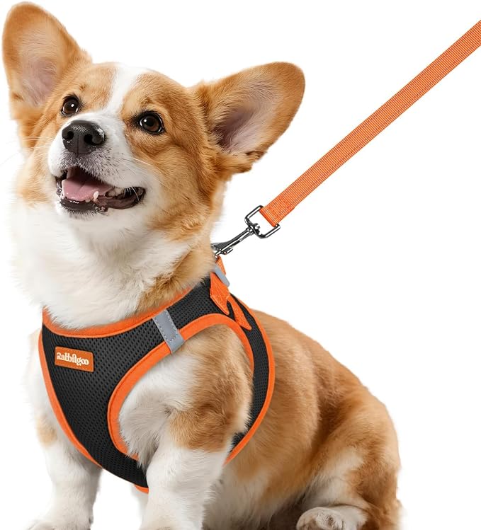 rabbitgoo Dog Harness Small Sized and Leash Set, Step in Soft Vest | Breathable Mesh, Easy Wear with Hook & Loop, Light and Reflective for Walking, Multi-colored, Black & Orange, L by rabbitgoo