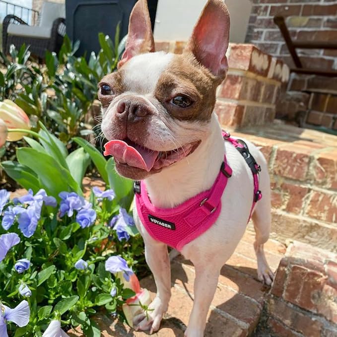 Voyager Step-in Lock Dog Harness - Fuchsia, X-Large | 23 - 28" in Chest, Adjustable, Breathable Air Mesh, Lightweight for Daily Walks, Strong Clips, Heavy Duty D-Ring - Image 8