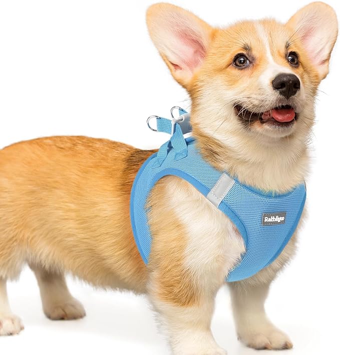rabbitgoo Step-in Small Dog Harness, Puppy Vest for Small Medium Sized Pet | Easy Put on and off, Lightweight, Soft, Breathable Quick-Dry Air Mesh for Comfortable Secure Walking, Blue L by rabbitgoo
