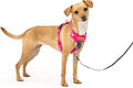 PetSafe Easy Walk Comfort No Pull Dog Harness, Pink, Extra Small | Stops Pulling on First Use with Front Martingale Loop, Full-Body Padding, 5-Point Adjustable Fit by PetSafe