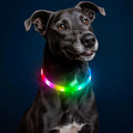 HIGO RGB LED Dog Collar Light - USB Rechargeable Light Up Dog Collars, Safety LED Dog Necklace for Your Dogs Walking at Night (Multi-Color) by Higo
