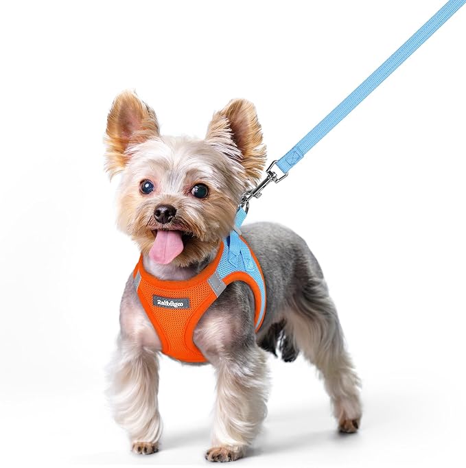 rabbitgoo Dog Harness Small Sized and Leash Set, Step-in Puppy Pet Vest | Light, Soft, Breathable Air Mesh, Easy on and Remove with Hook & Loop, Secure Reflective for Walking, Blue & Orange XS by rabbitgoo