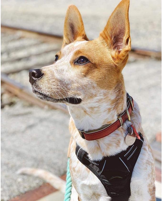 rabbitgoo Dog Harness, No Pull Medium Sized with 2 Leash Clips, Pet Vest | No Choke with Handle, Adjustable Soft Padded, Reflective, Easy Control for Walking, Black, Medium - Image 8
