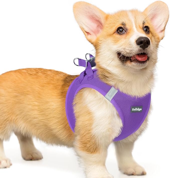 rabbitgoo Step-in Small Dog Harness, Puppy Vest for Small Medium Sized Pet | Easy Put on and off, Lightweight, Soft, Breathable Quick-Dry Air Mesh for Comfortable Secure Walking, Purple L by rabbitgoo