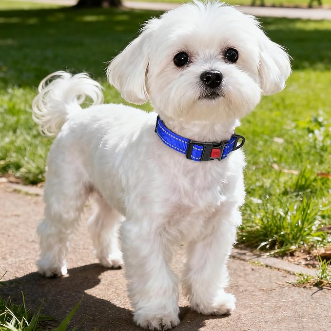 Taglory Reflective Small Dog Collar, Comfortable for Safe Night Walks, Blue | Night-Walk Visibility, Soft Neck Cushioning, Adjustable 10-16 in, Locking Buckle, D-Ring for Leash and ID Tags - Image 2